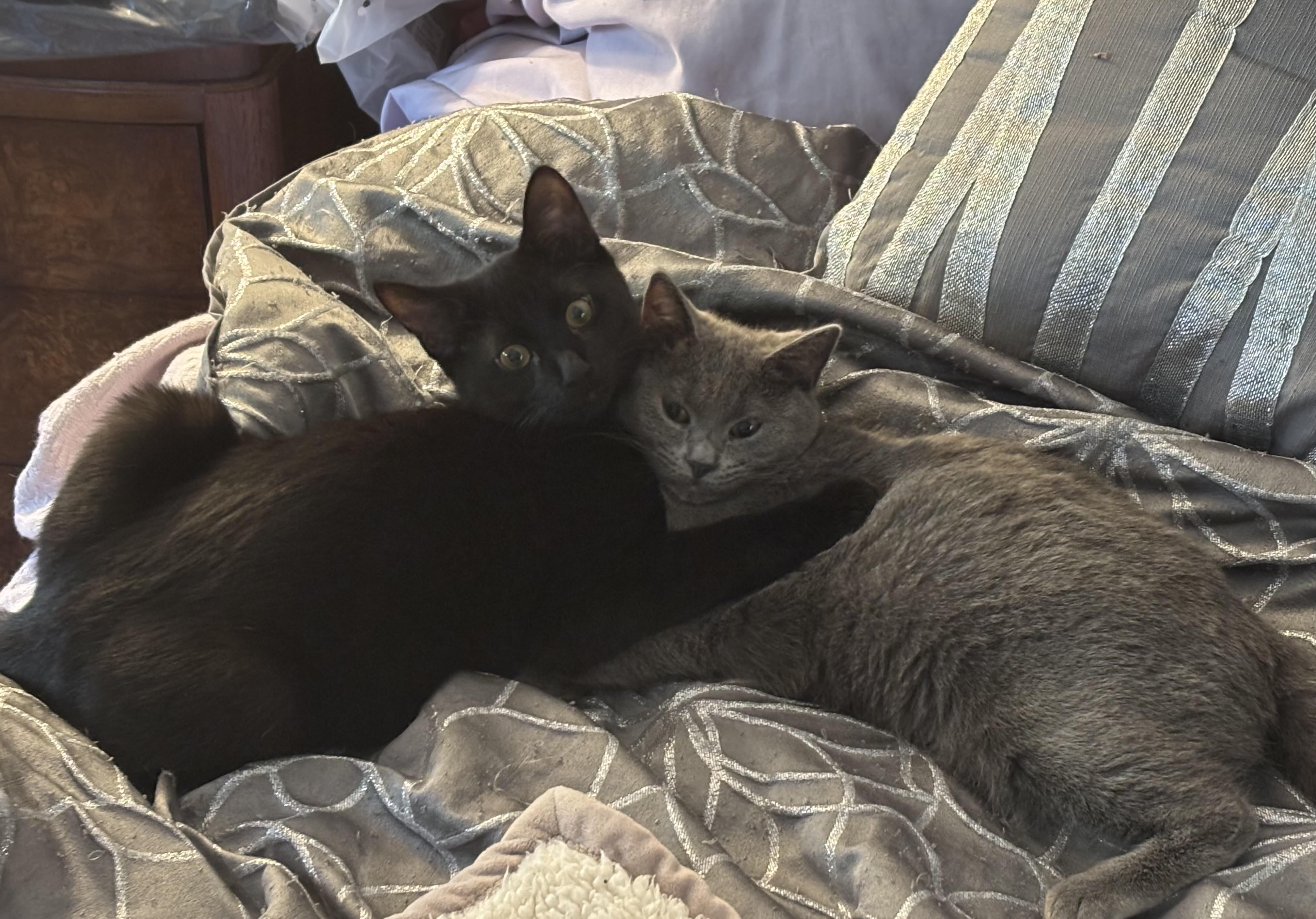 SHADOW, Adoptable, Kitten Male Domestic Short Hair.