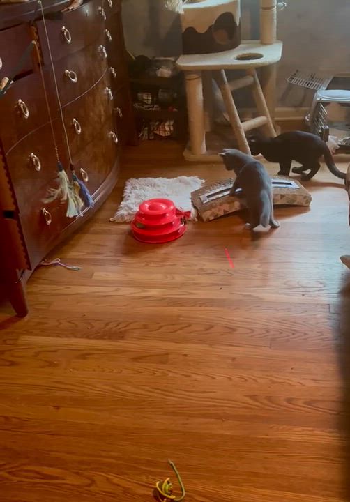 Enlarge SHADOW, a Adoptable Domestic Short Hair in Churchville, PA video 4/4