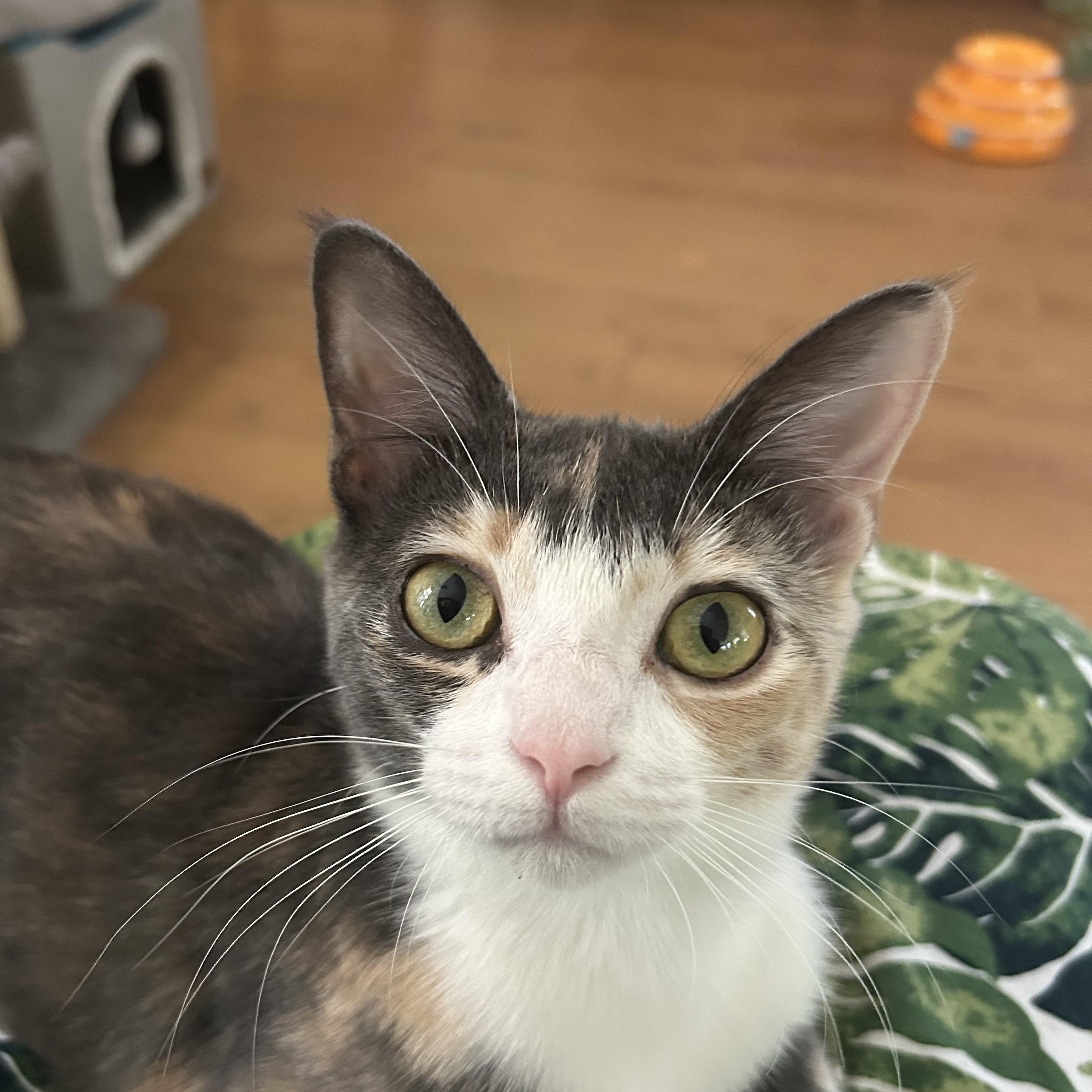 Mandy, Baby Female Dilute Calico
