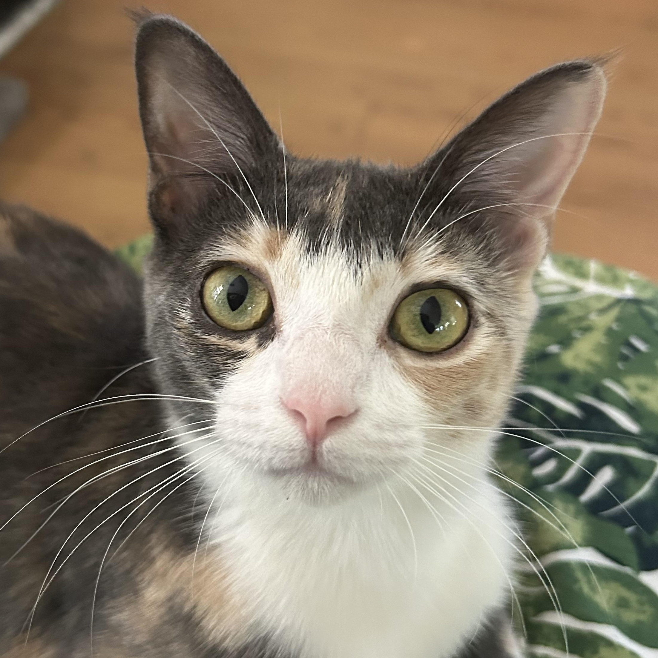 Mandy, a Adoptable Dilute Calico in Houston, TX image 2/6