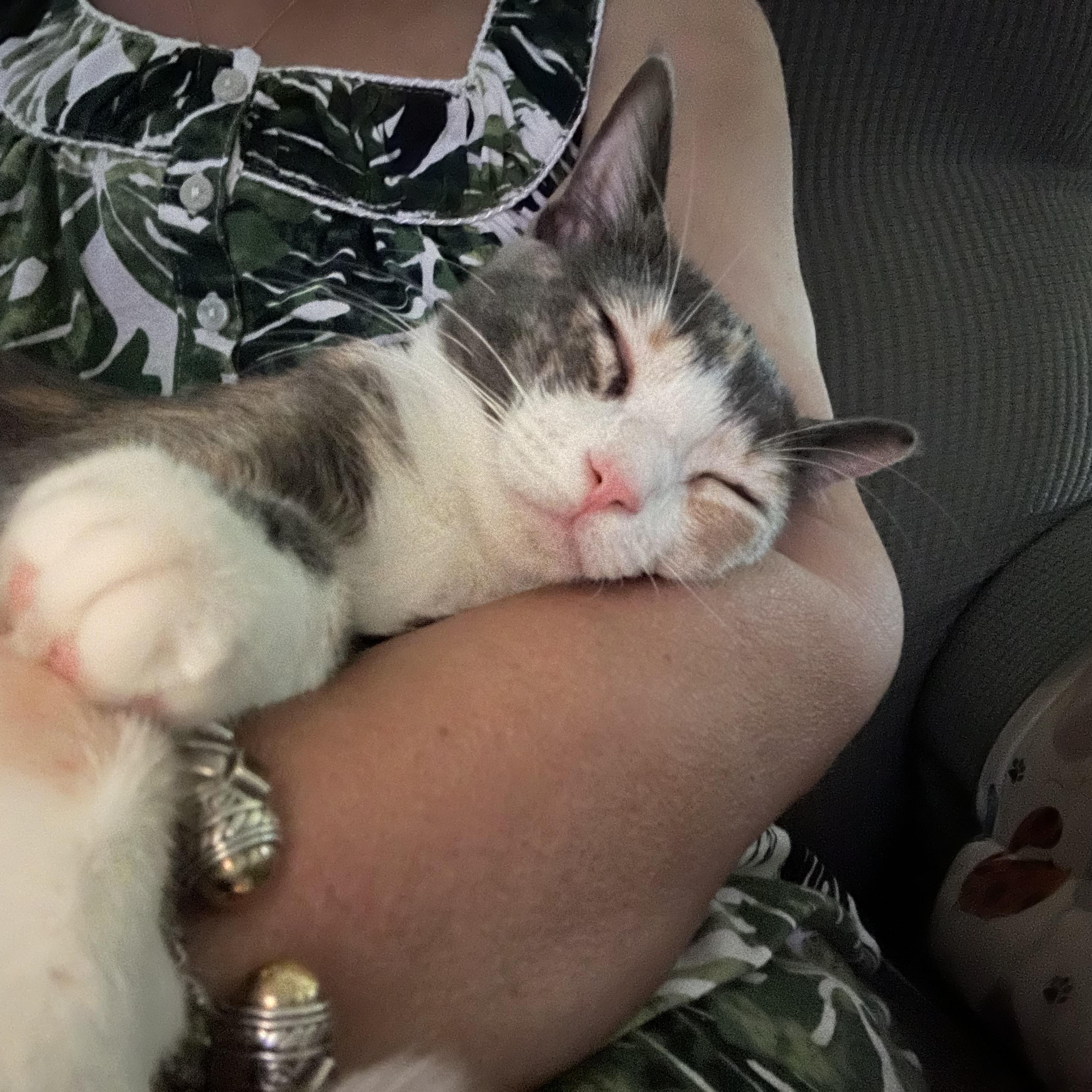 Mandy, a Adoptable Dilute Calico in Houston, TX image 6/6