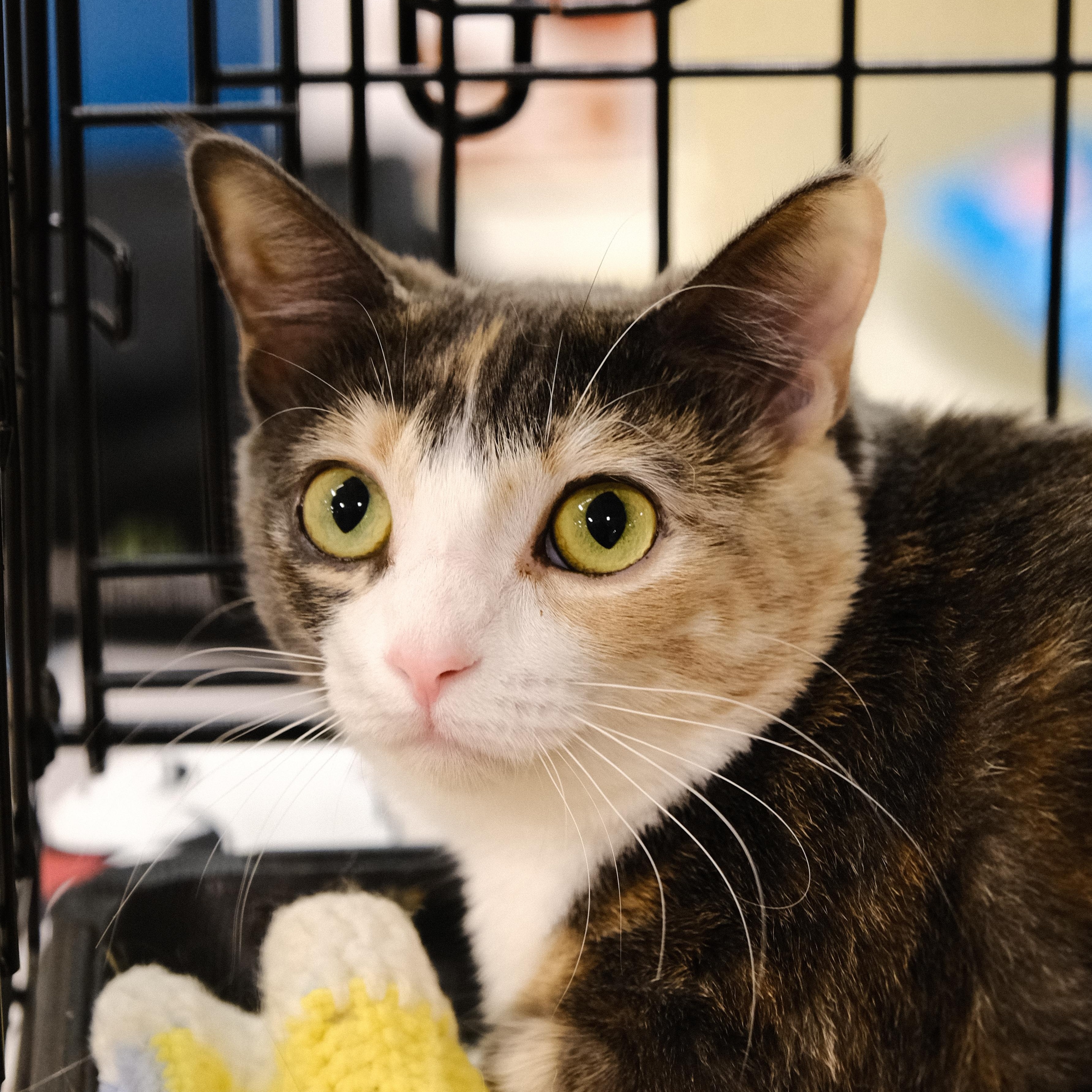 Mandy, a Adoptable Dilute Calico in Houston, TX image 4/6