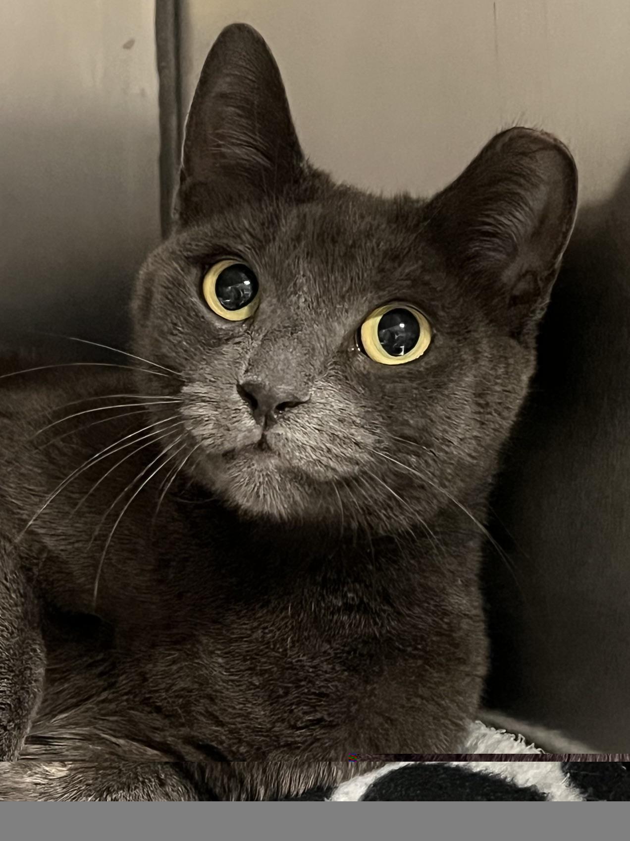 Nugget, a ADOPTABLE Domestic Short Hair in Johnston, RI image 4/6