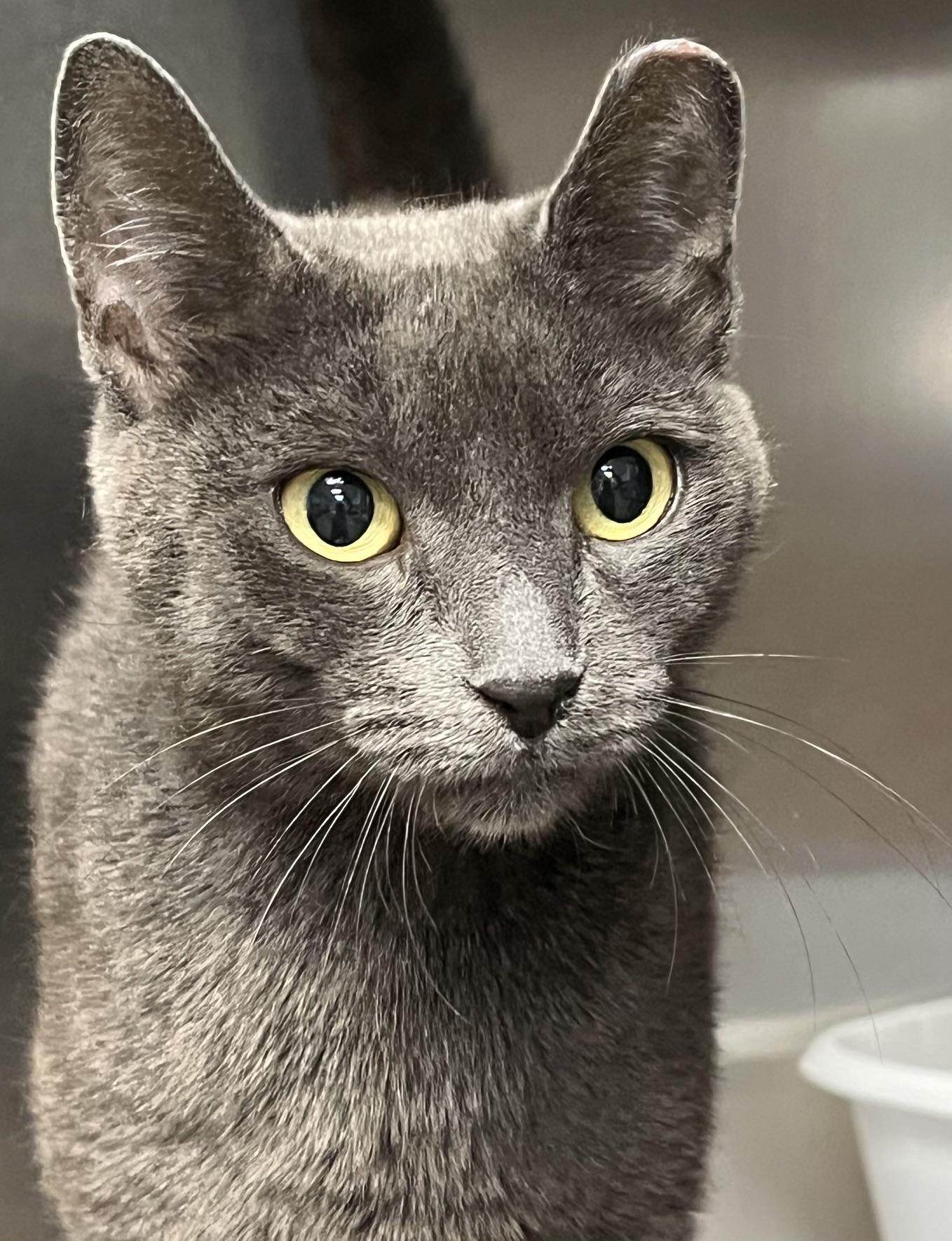 Nugget, a ADOPTABLE Domestic Short Hair in Johnston, RI image 6/6