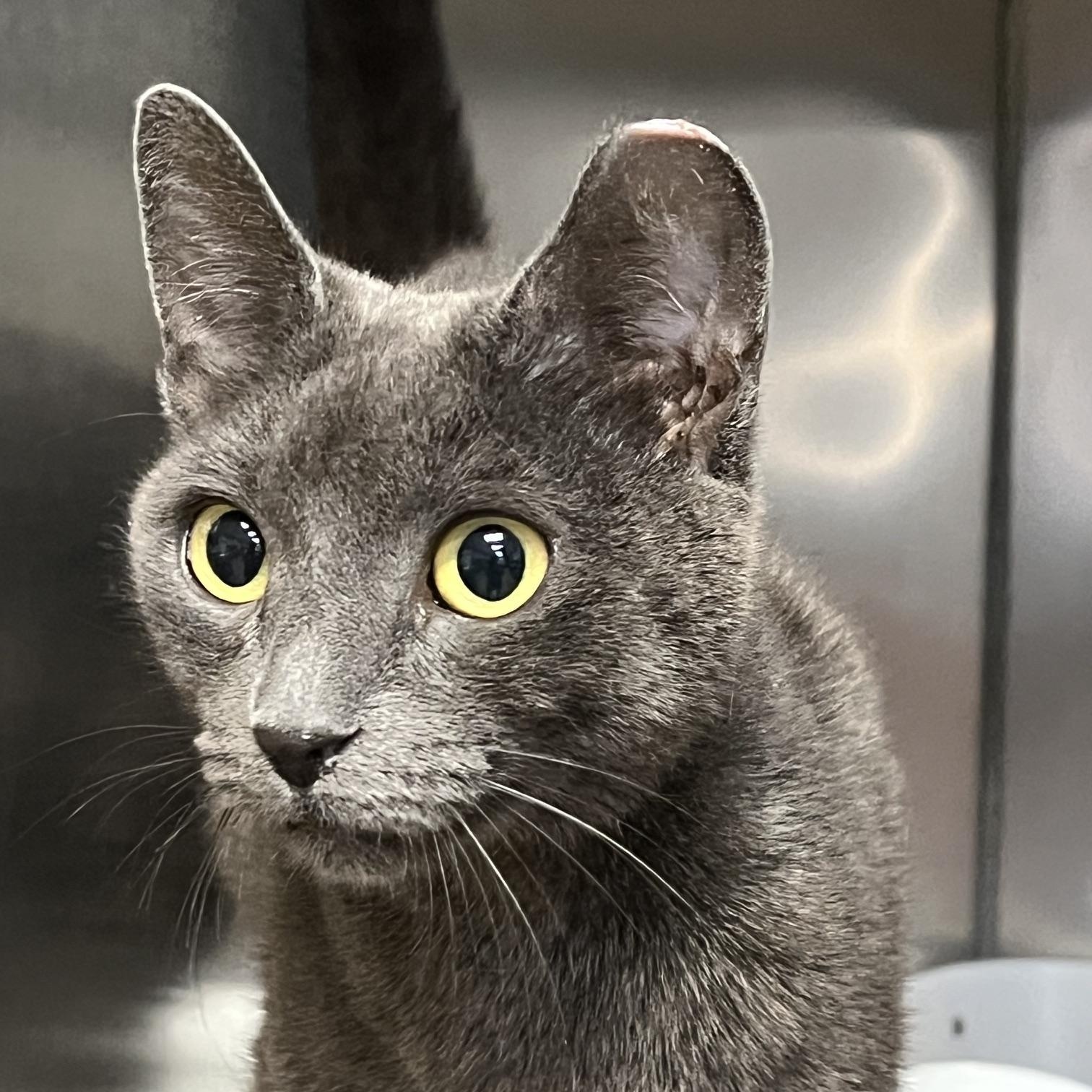 Nugget, a ADOPTABLE Domestic Short Hair in Johnston, RI image 2/6