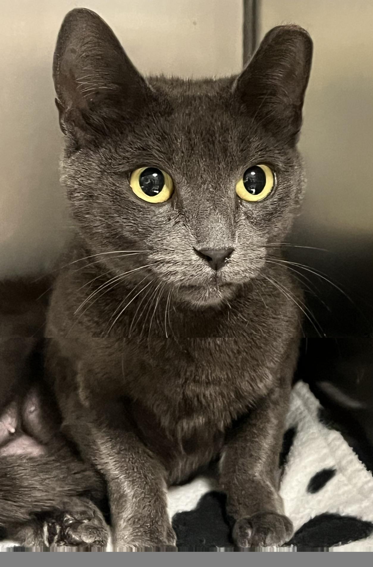 Nugget, ADOPTABLE, Young Female Domestic Short Hair.
