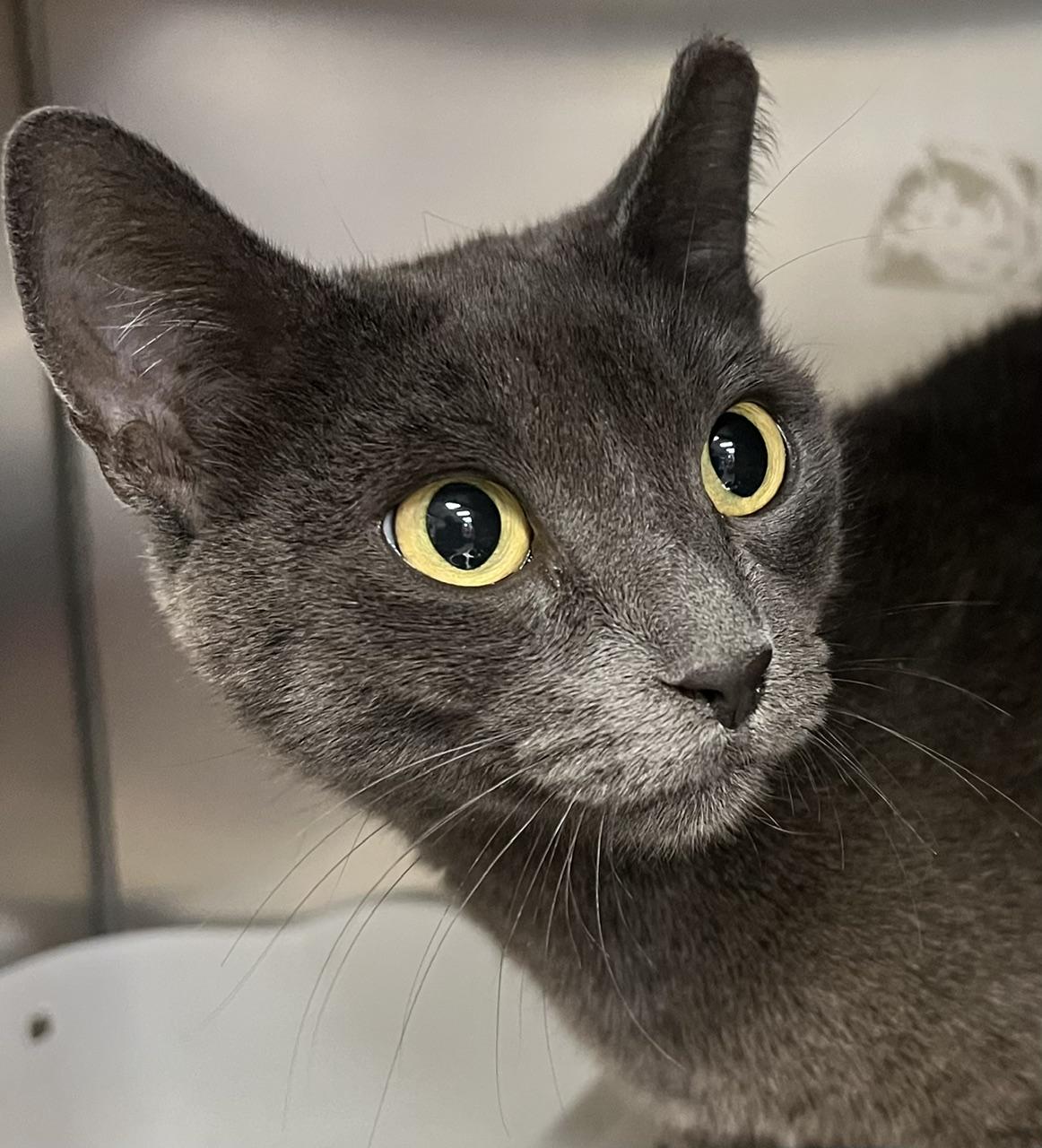 Nugget, a ADOPTABLE Domestic Short Hair in Johnston, RI image 3/6