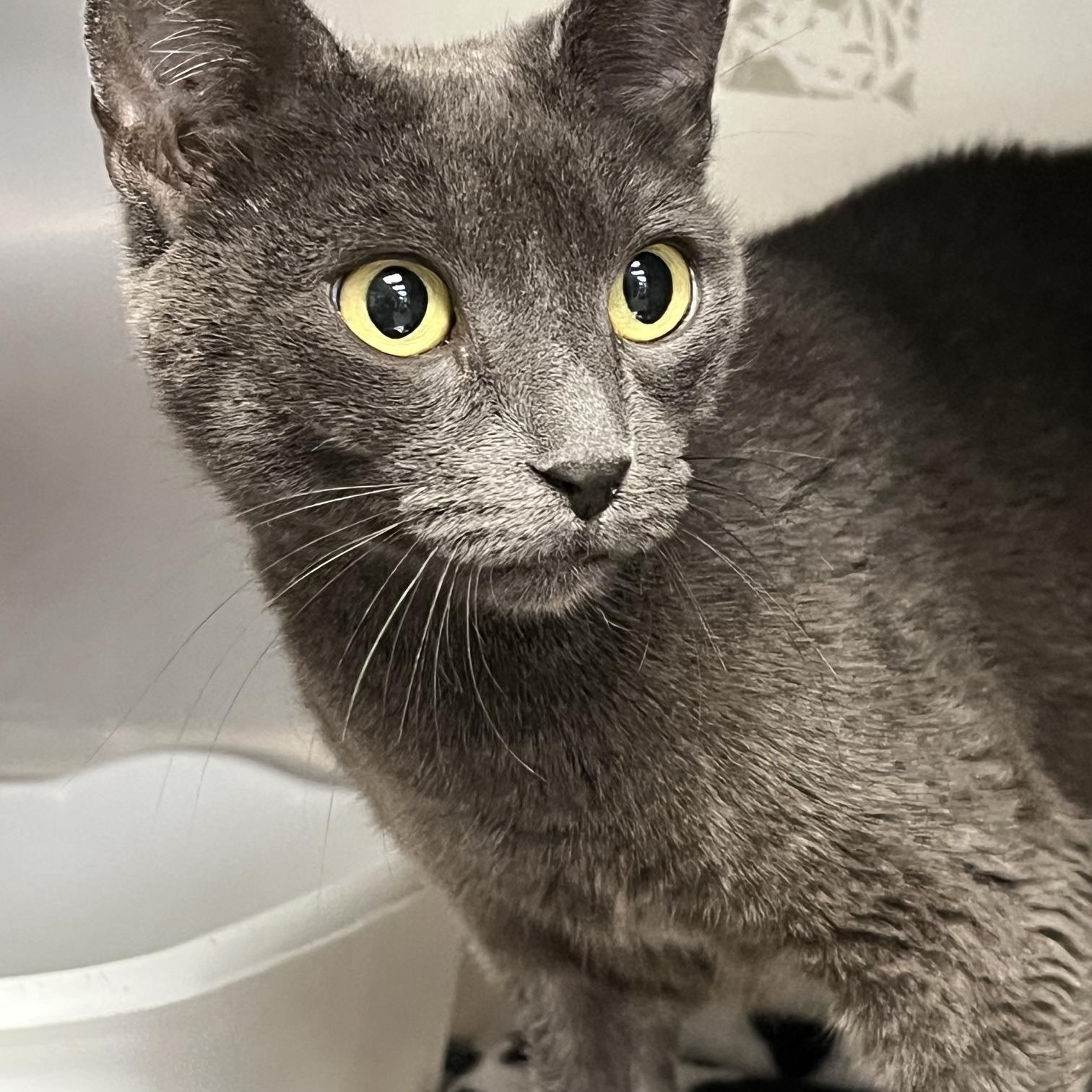 Nugget, a ADOPTABLE Domestic Short Hair in Johnston, RI image 5/6
