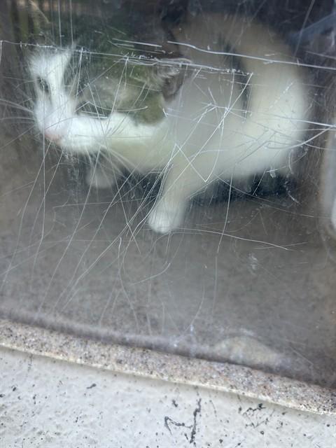 CLYDE, Adoptable, Adult Female Domestic Short Hair.