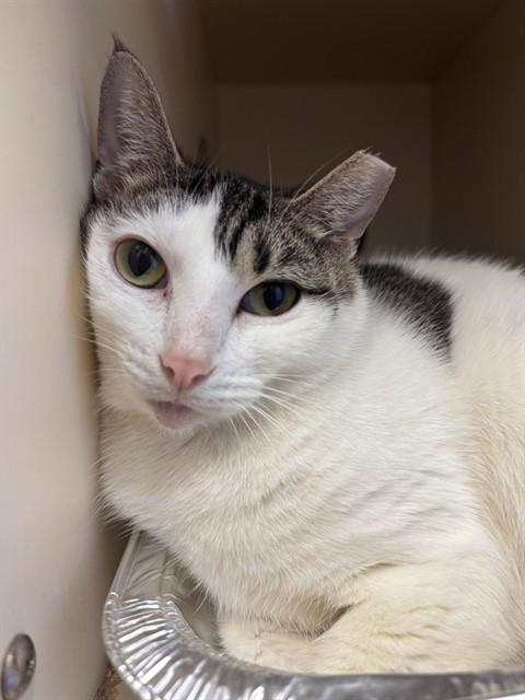 CLYDE, Adoptable, Adult Female Domestic Short Hair.