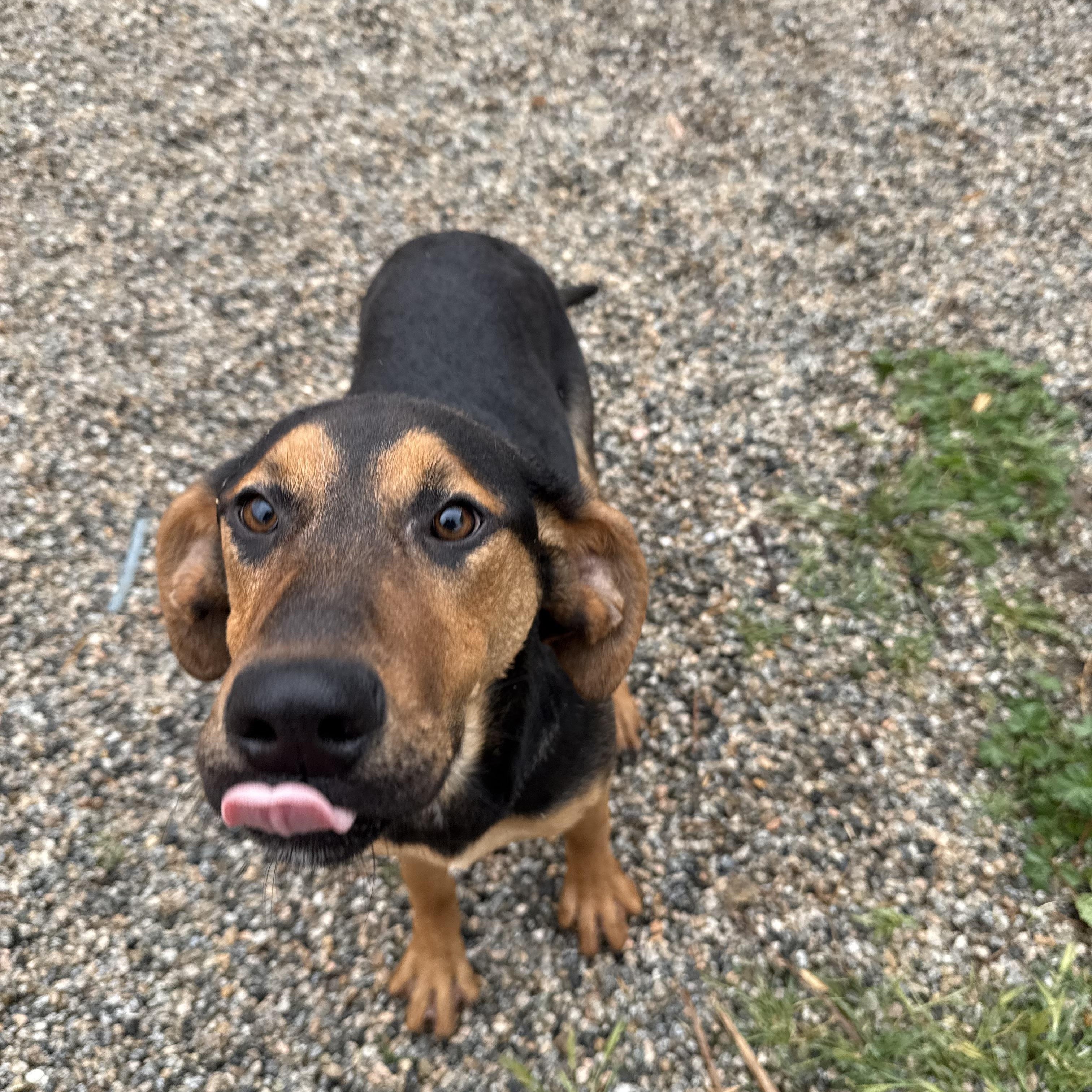 BONNIE & BIANCA, Young Female Doberman Pinscher
