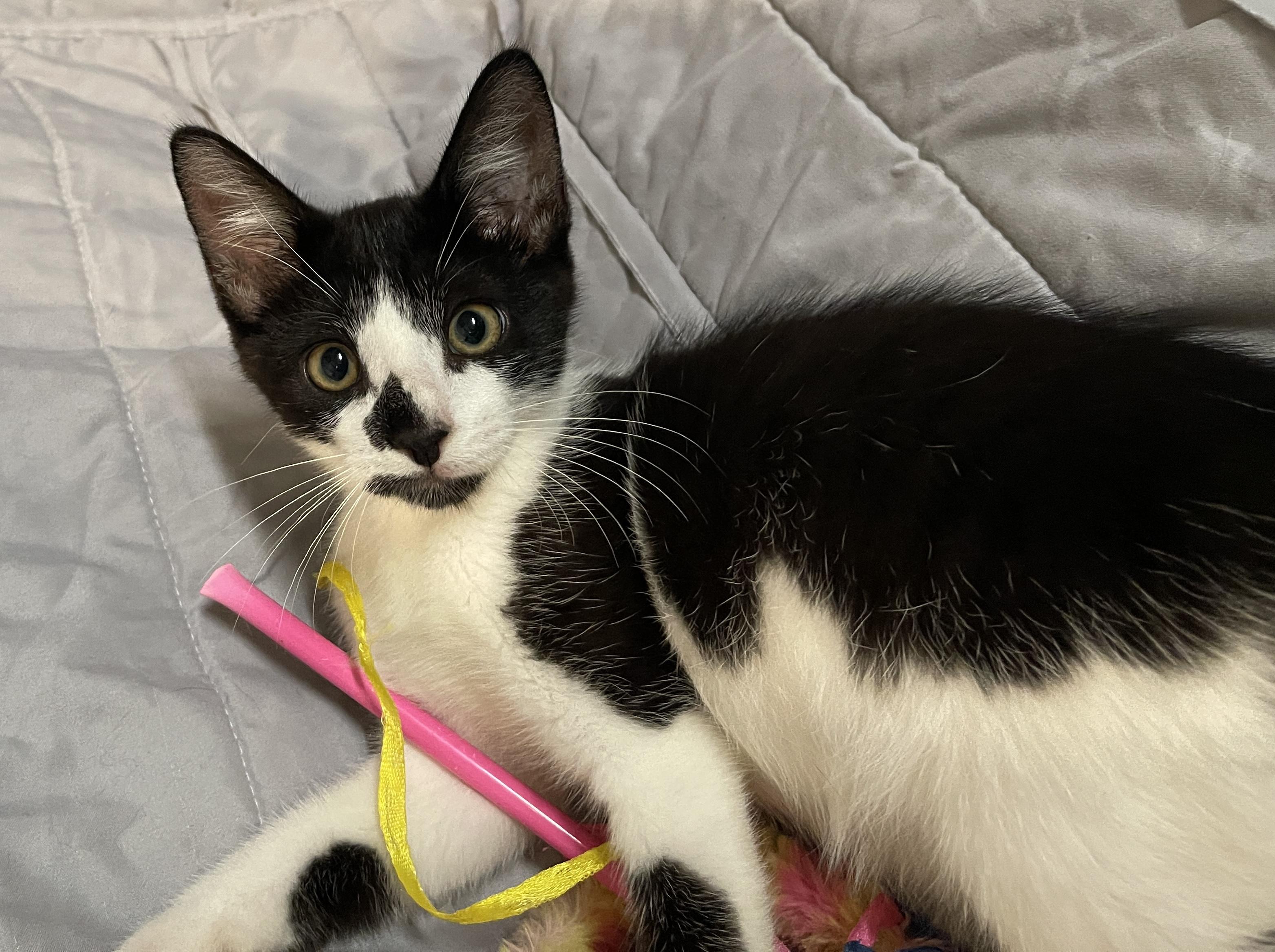 Enlarge Deja Vu, a Adopted Domestic Short Hair in Intercession city , FL image 2/3