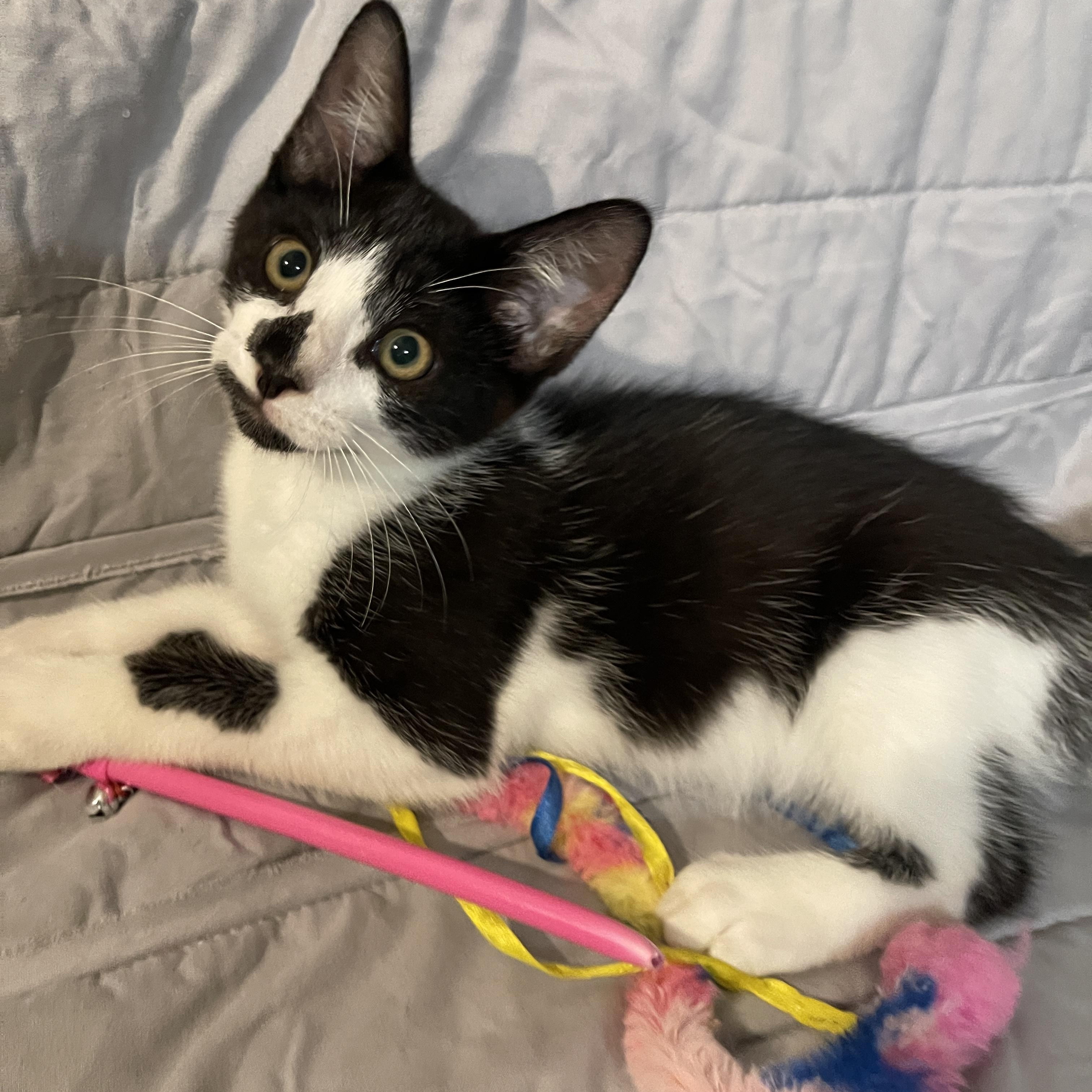 Deja Vu, Adopted, Kitten Male Domestic Short Hair.