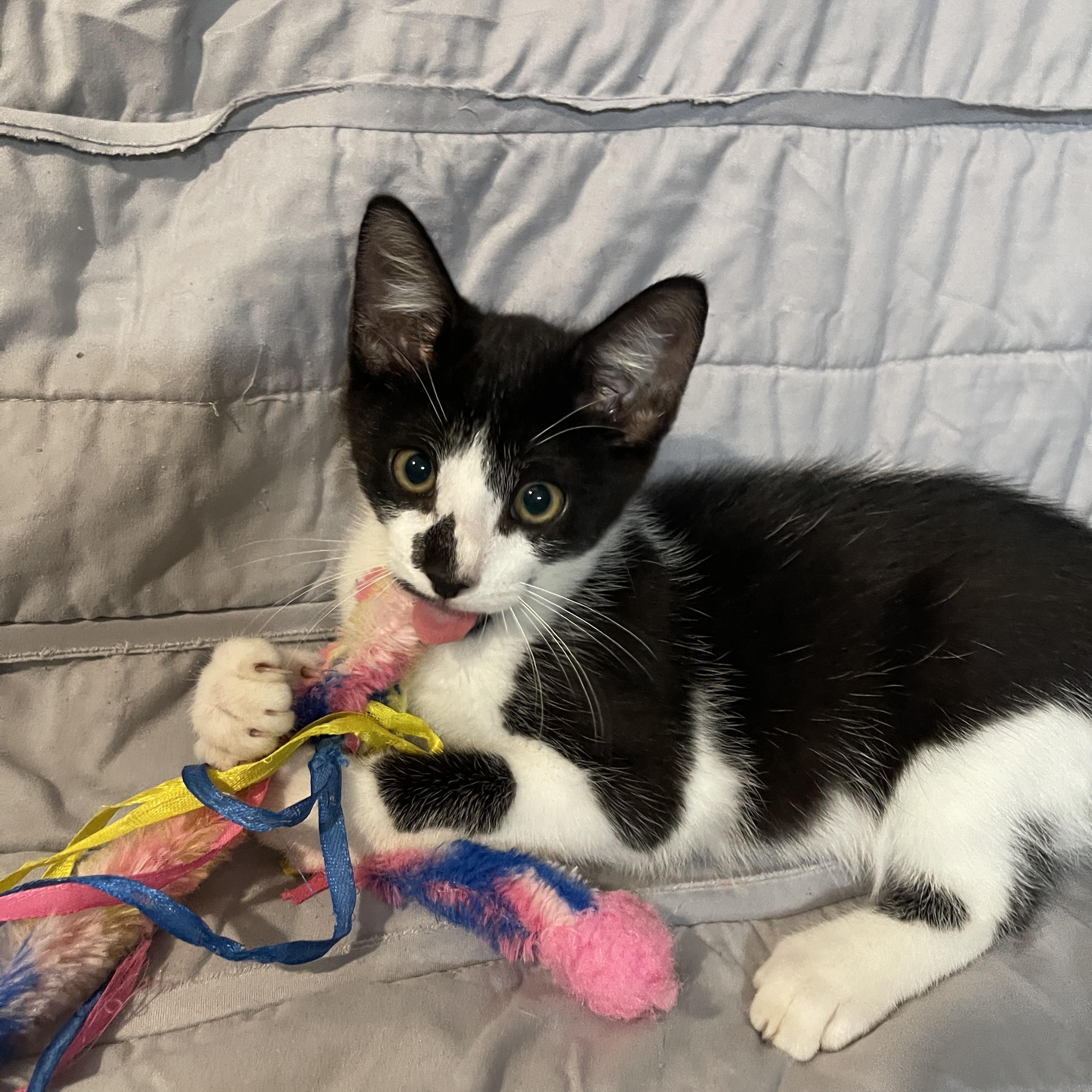 Enlarge Deja Vu, a Adopted Domestic Short Hair in Intercession city , FL image 3/3