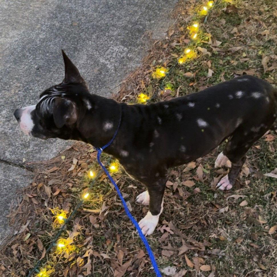 Enlarge Louie  LOWER FEE!!!, a Adoptable Pit Bull Terrier in Locust Fork, AL image 2/3