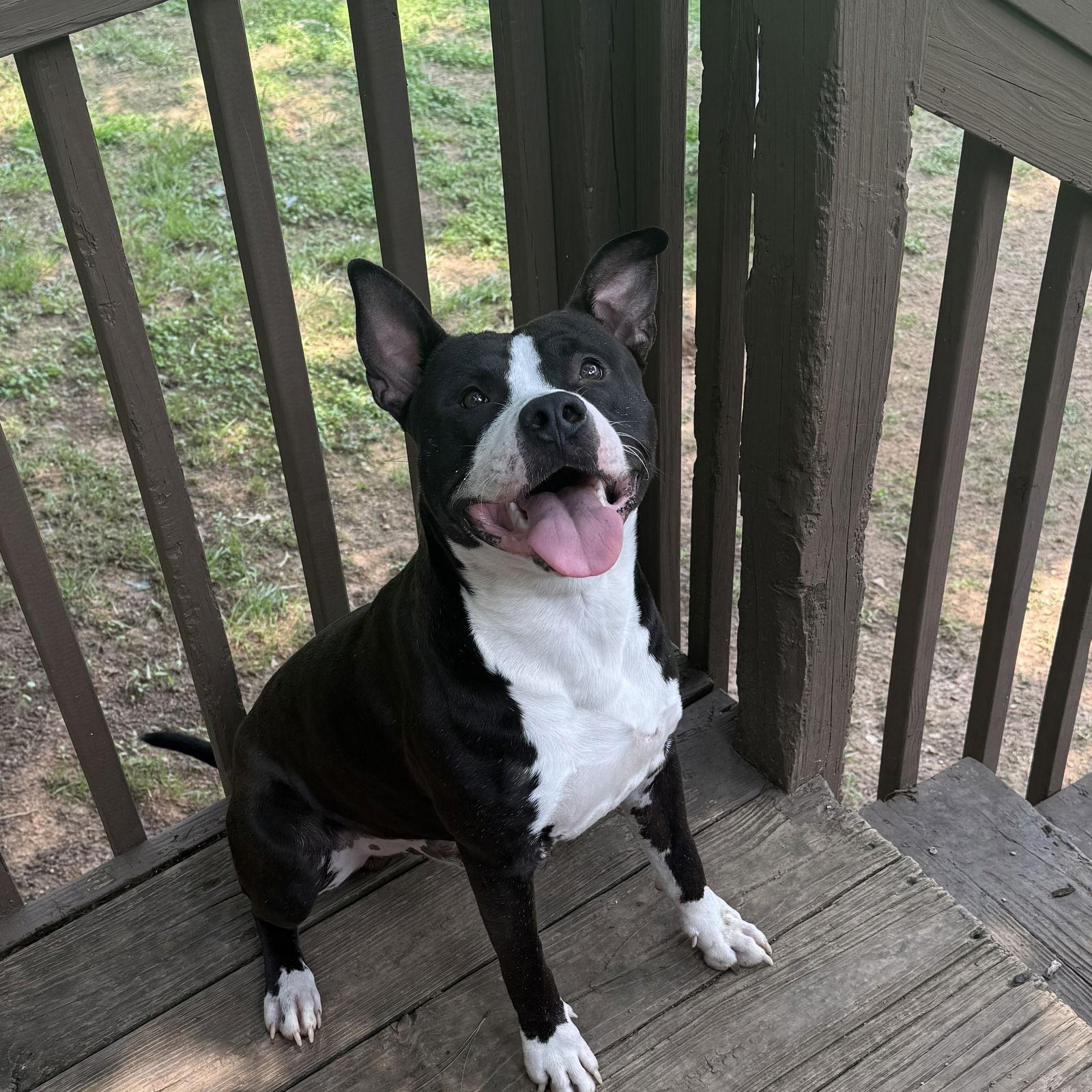 Enlarge Louie  LOWER FEE!!!, a Adoptable Pit Bull Terrier in Locust Fork, AL image 1/3