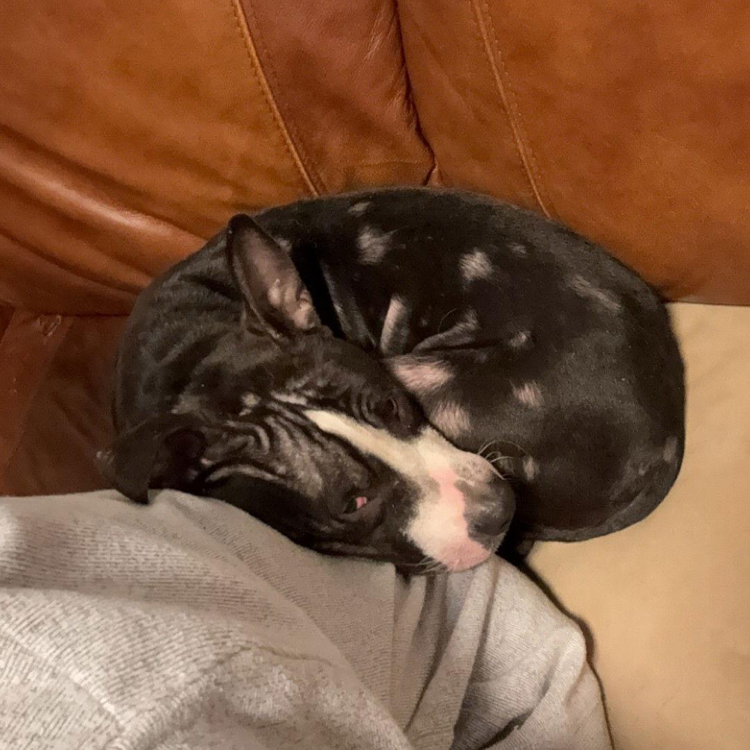 Enlarge Louie  LOWER FEE!!!, a Adoptable Pit Bull Terrier in Locust Fork, AL image 3/3