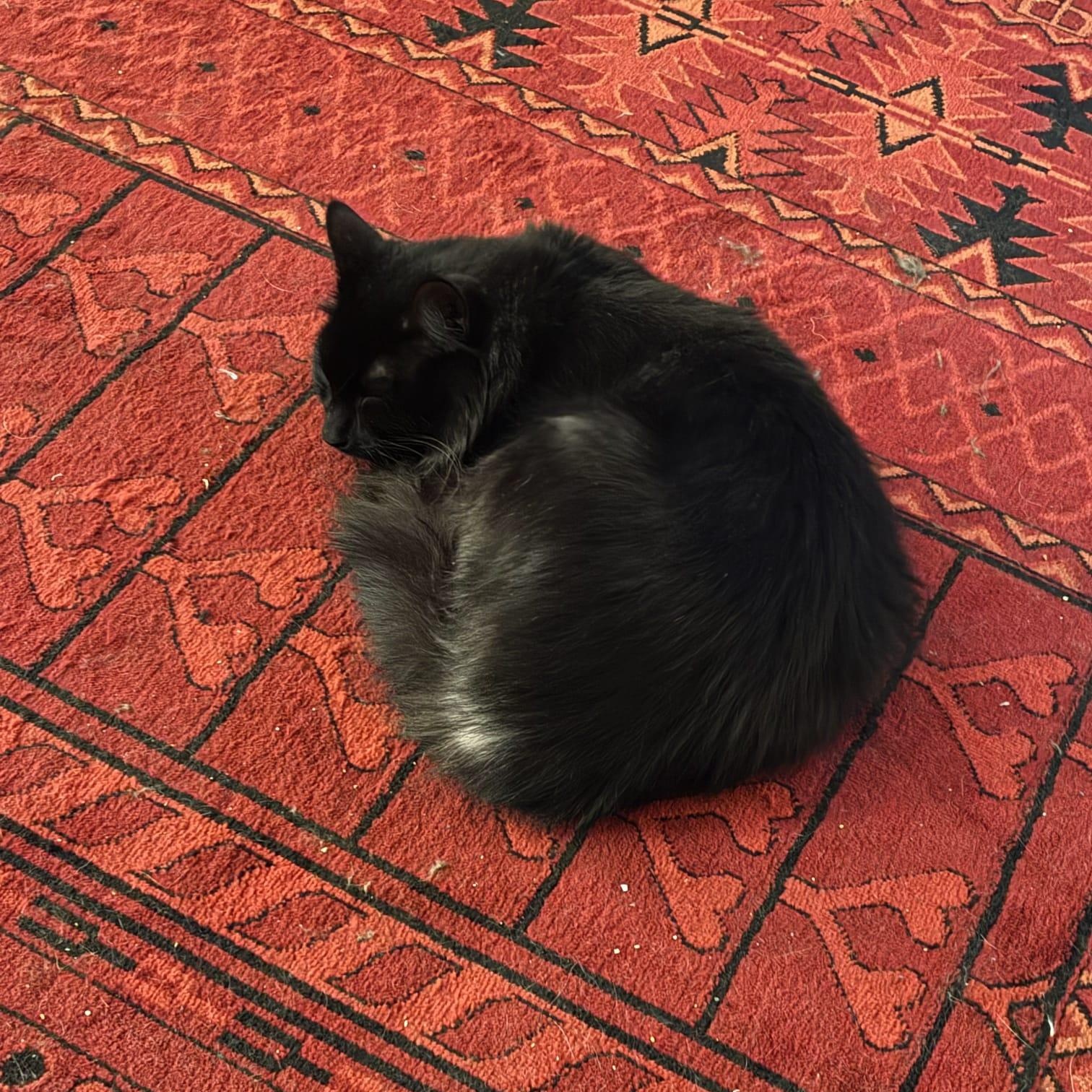 Enlarge Isabel, a ADOPTABLE Domestic Medium Hair in Astoria, NY image 2/3