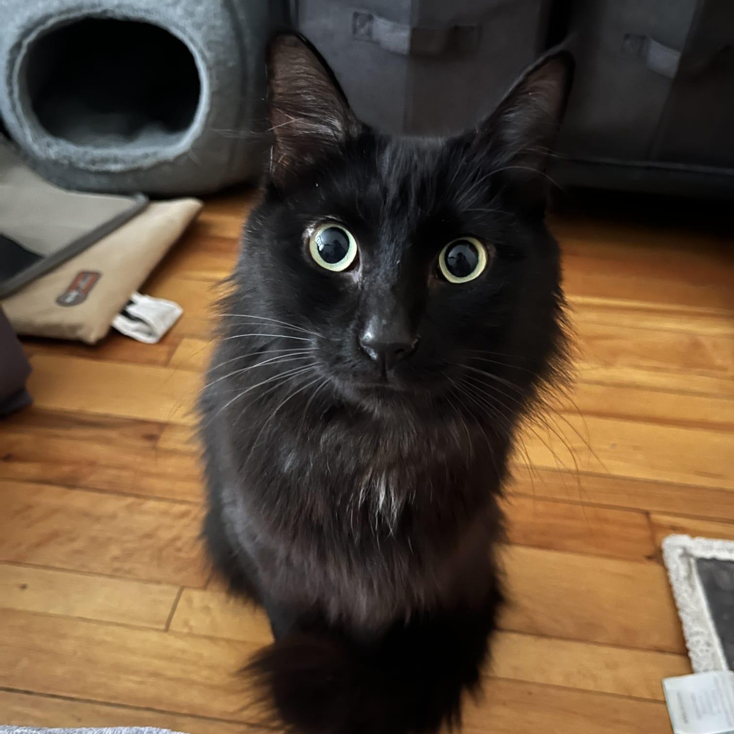 Enlarge Isabel, a ADOPTABLE Domestic Medium Hair in Astoria, NY image 1/3