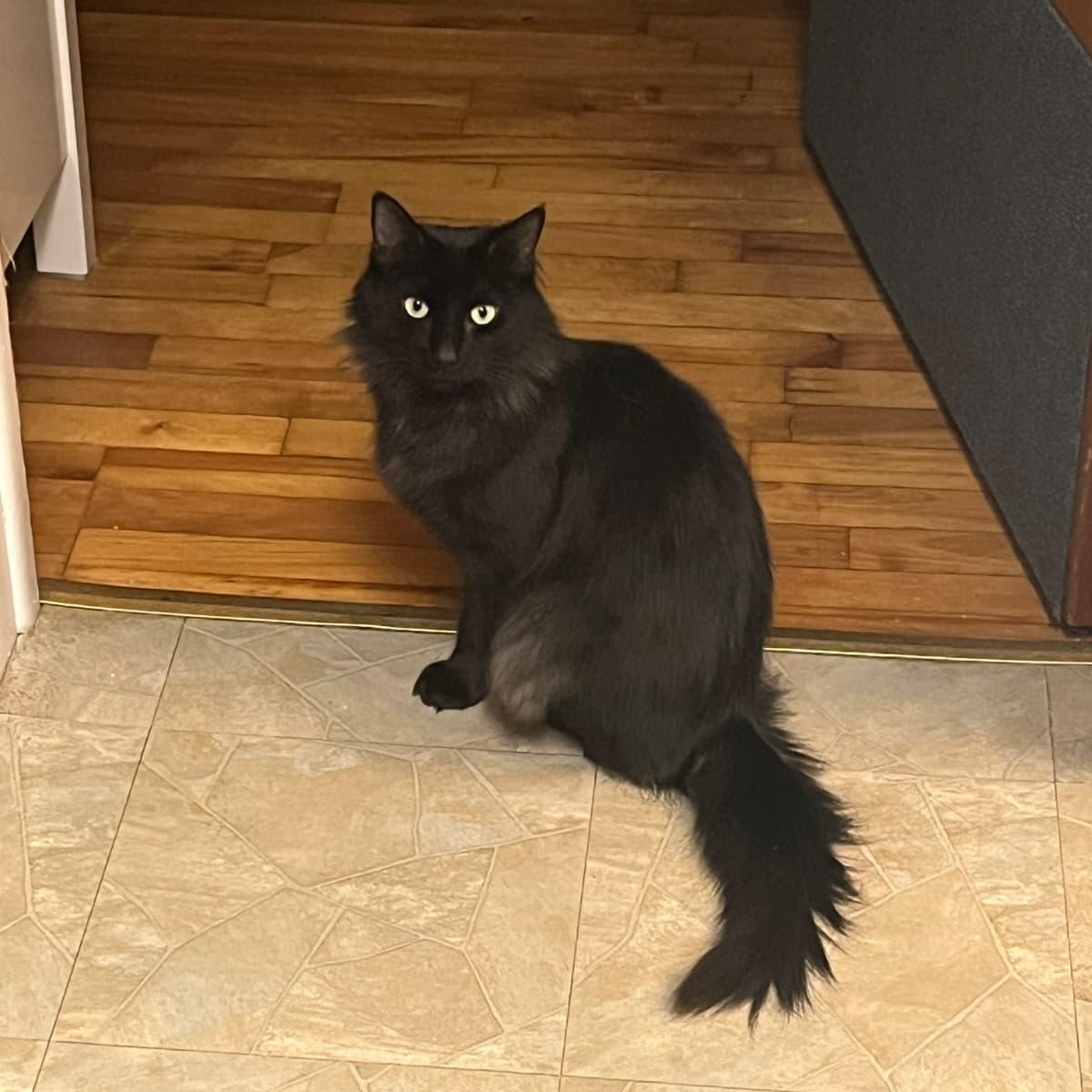 Enlarge Isabel, a ADOPTABLE Domestic Medium Hair in Astoria, NY image 3/3