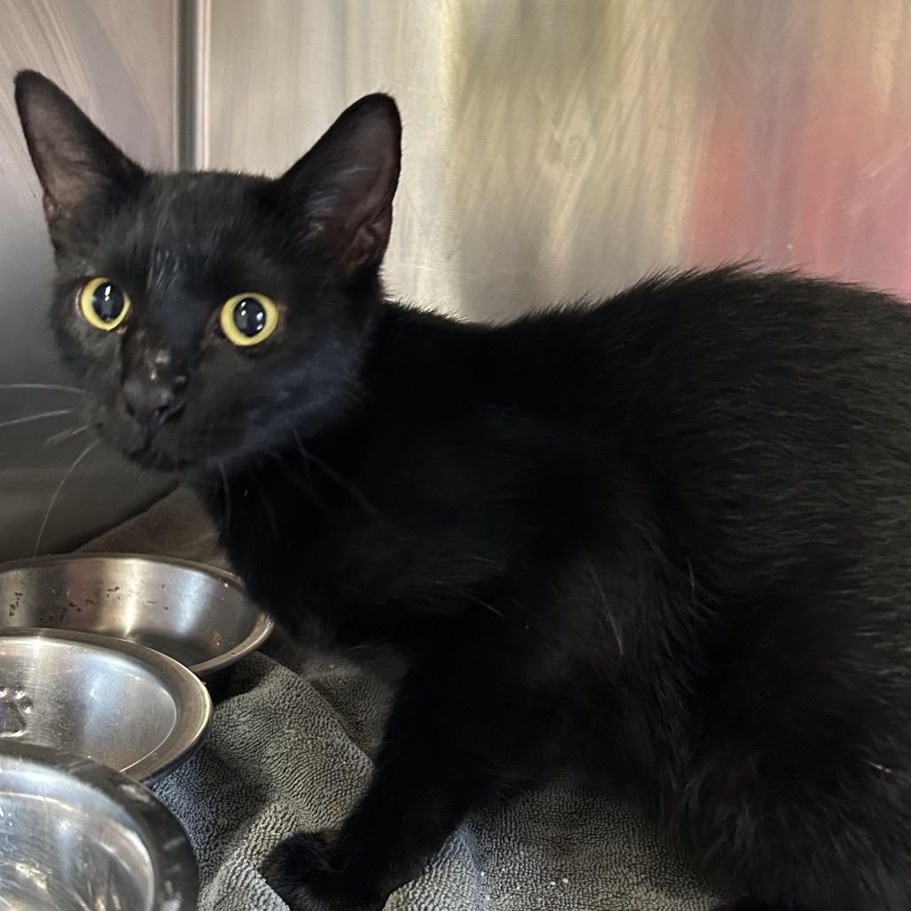 Bailey, Adoptable, Adult Female Domestic Short Hair.