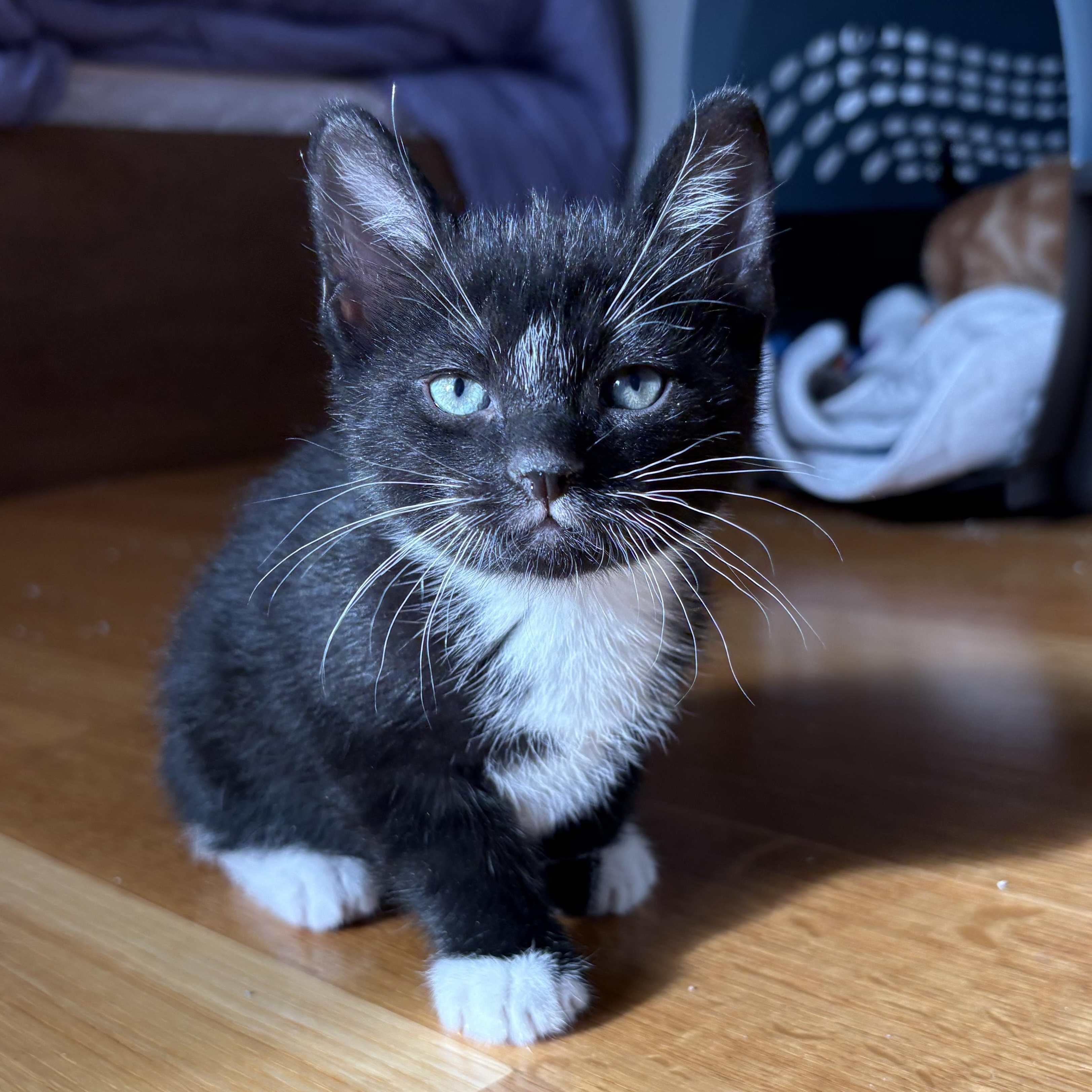 Enlarge Bean, a ADOPTABLE Domestic Short Hair in Bridgewater, NJ image 5/5