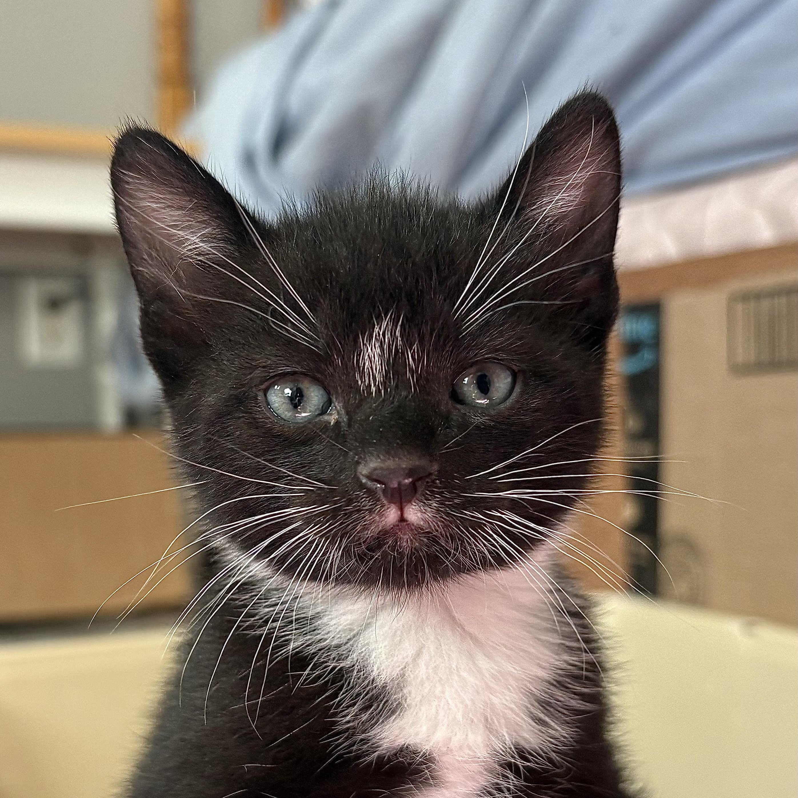 Bean, ADOPTABLE, Kitten Male Domestic Short Hair.