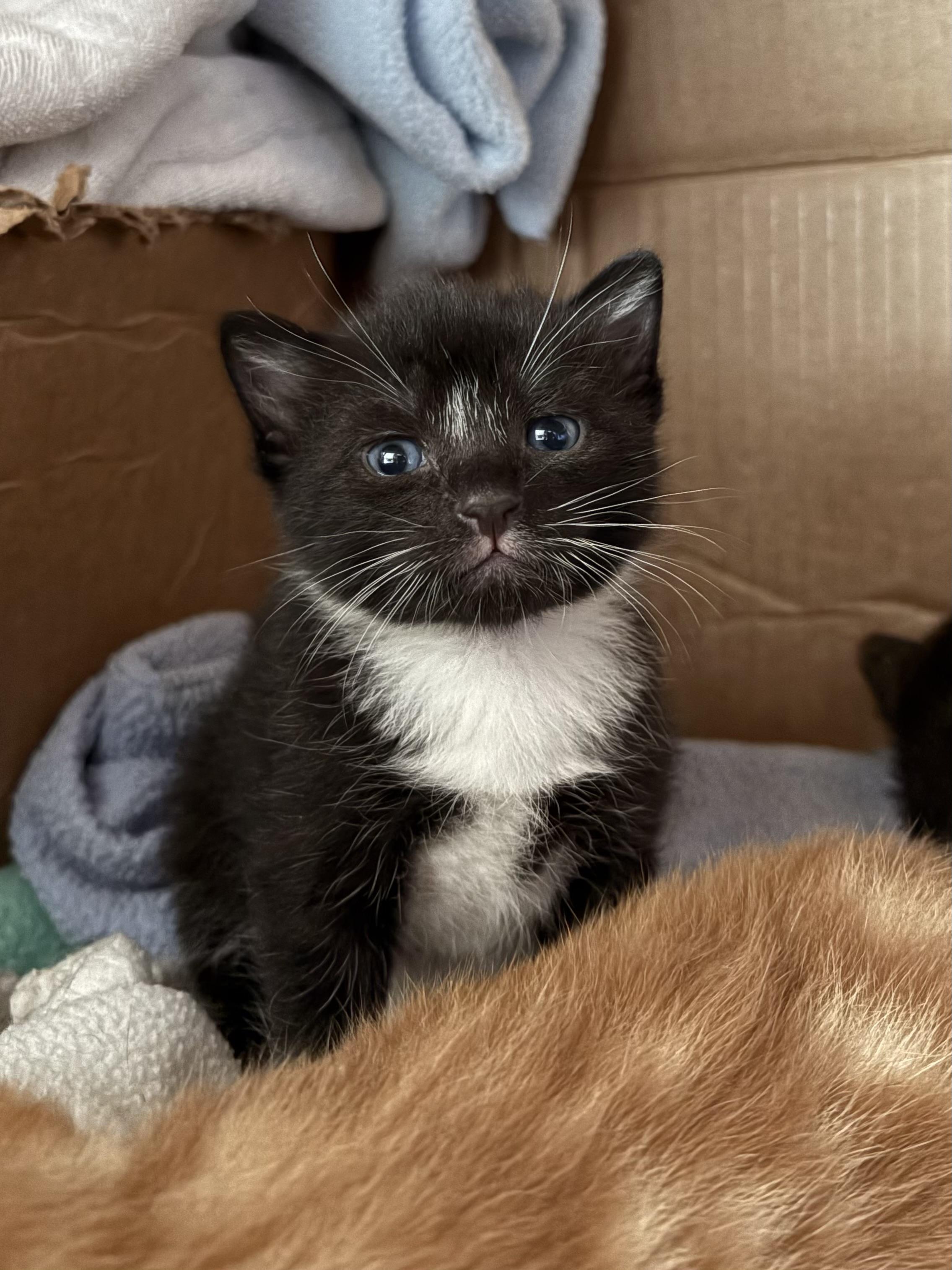 Enlarge Bean, a ADOPTABLE Domestic Short Hair in Bridgewater, NJ image 3/5