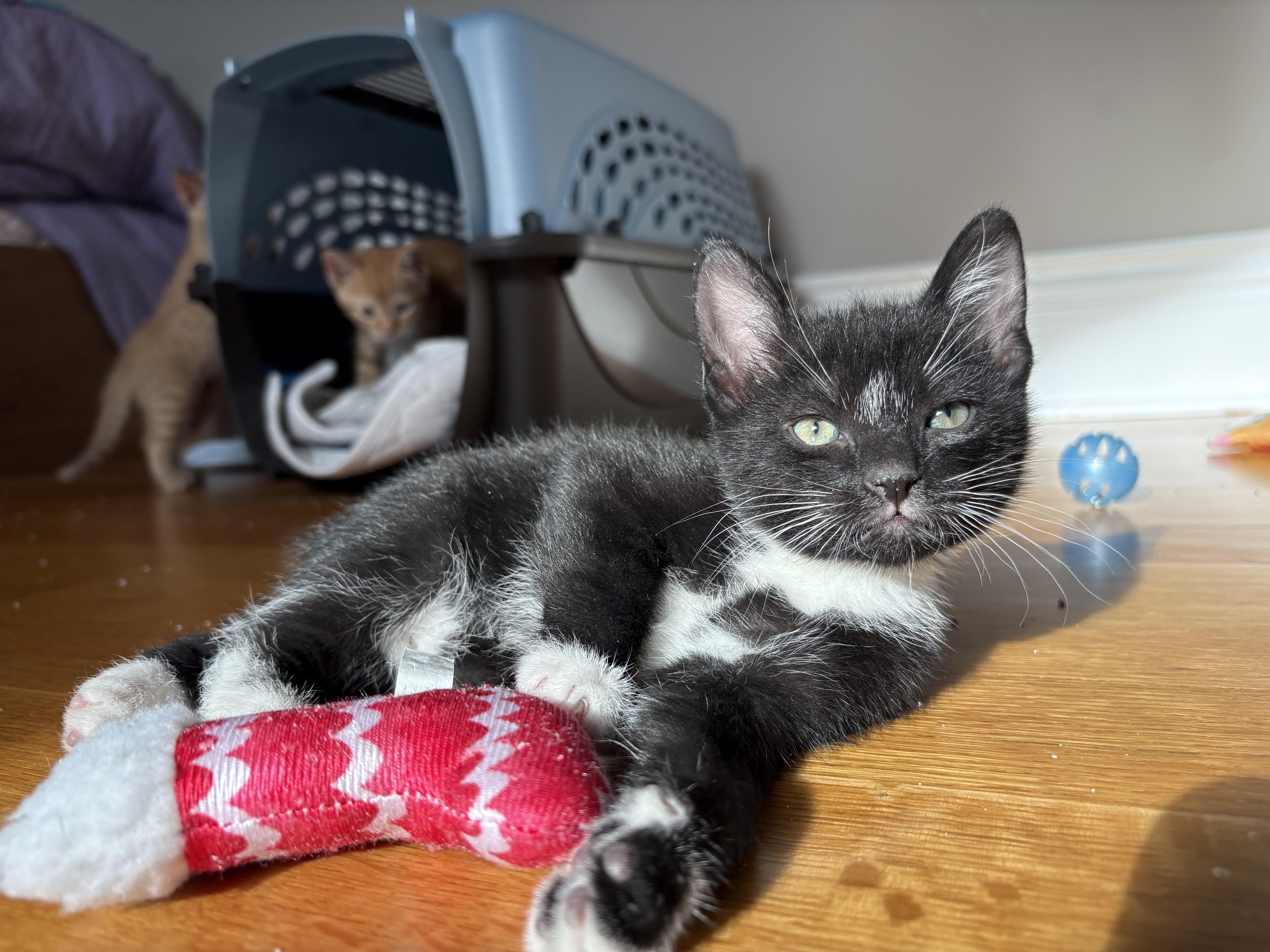 Enlarge Bean, a ADOPTABLE Domestic Short Hair in Bridgewater, NJ image 4/5