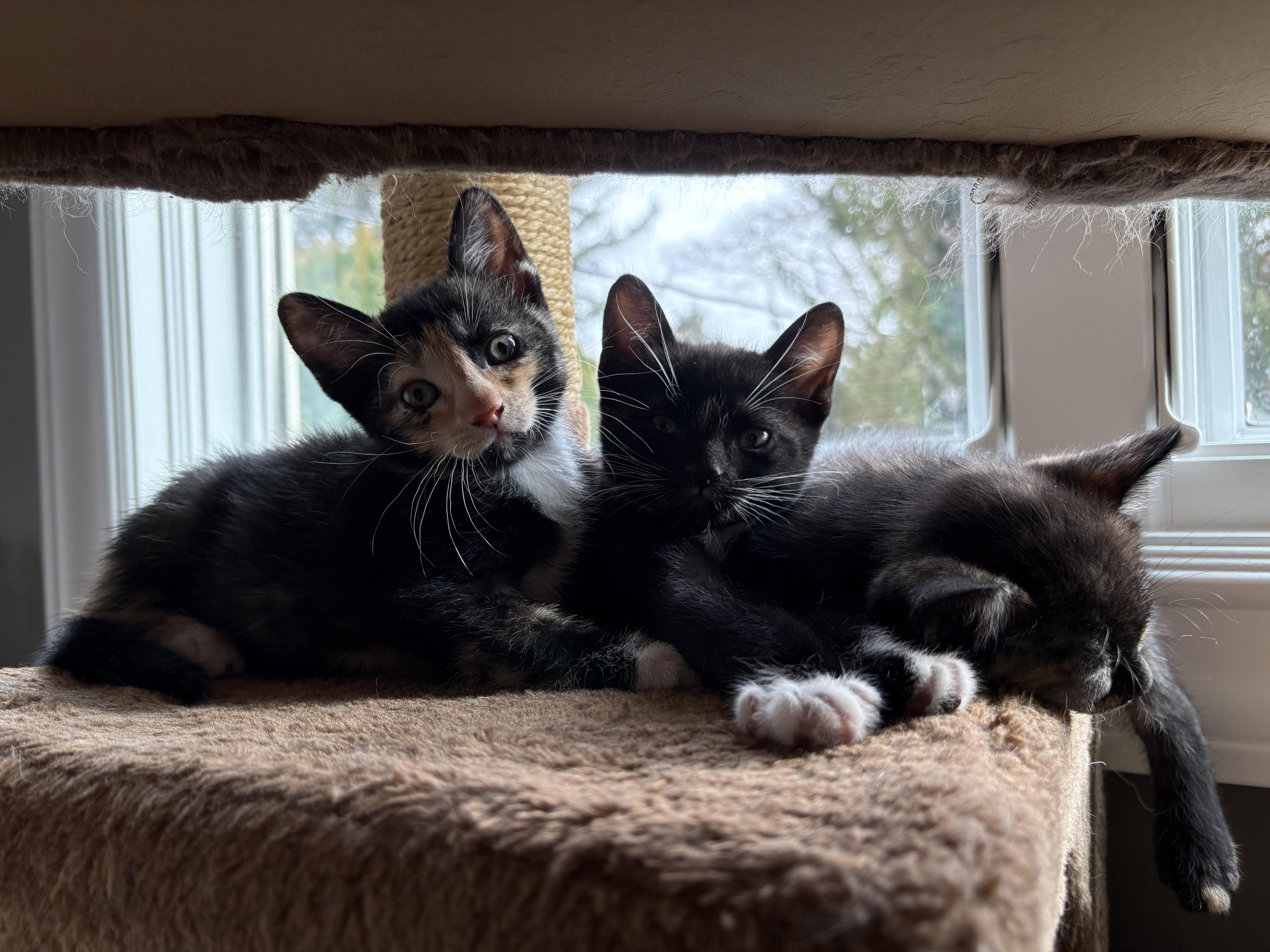 Enlarge Bean, a ADOPTABLE Domestic Short Hair in Bridgewater, NJ image 2/5