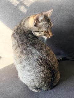 Enlarge Lucy, a ADOPTABLE mixed breed in Fort Worth, TX image 3/4