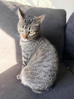 Enlarge Lucy, a ADOPTABLE mixed breed in Fort Worth, TX image 2/4