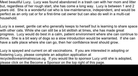 Enlarge Lucy, a ADOPTABLE mixed breed in Fort Worth, TX image 4/4