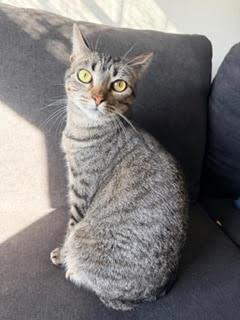 Enlarge Lucy, a ADOPTABLE mixed breed in Fort Worth, TX image 1/4