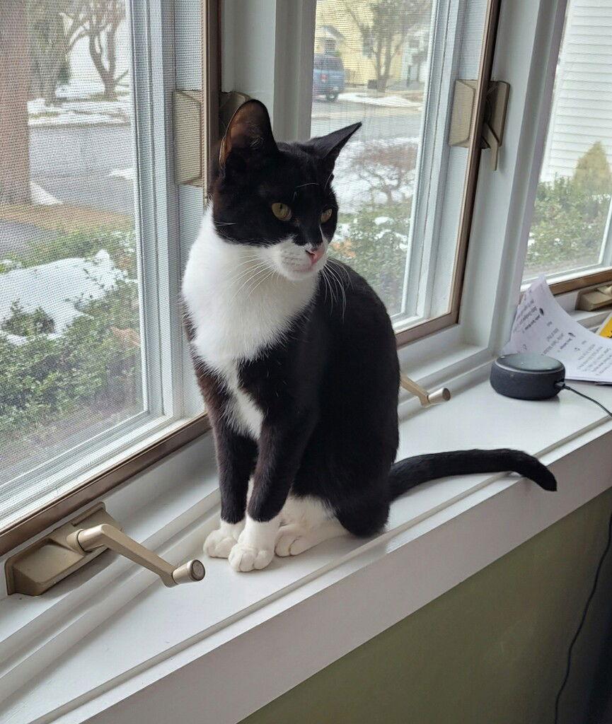 Enlarge Smudge, a Adoptable Domestic Short Hair in Stewartsville, NJ image 1/3