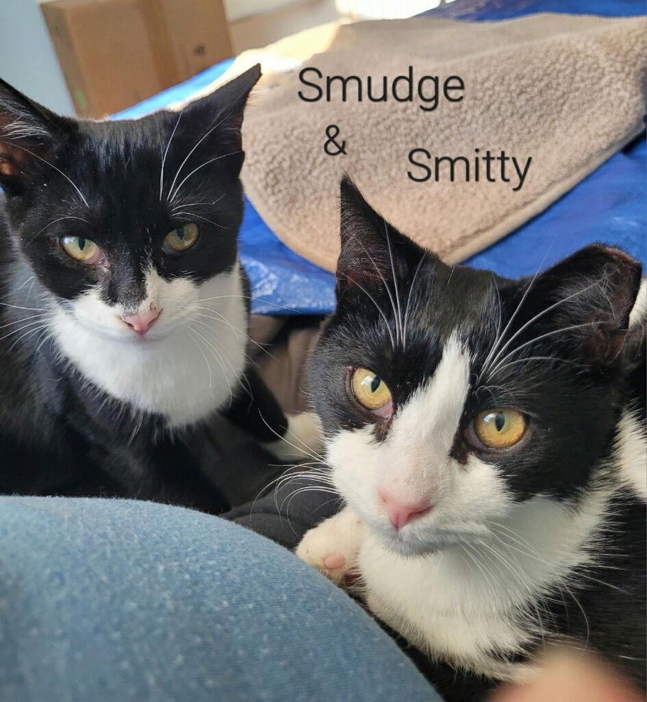 Enlarge Smudge, a Adoptable Domestic Short Hair in Stewartsville, NJ image 2/3