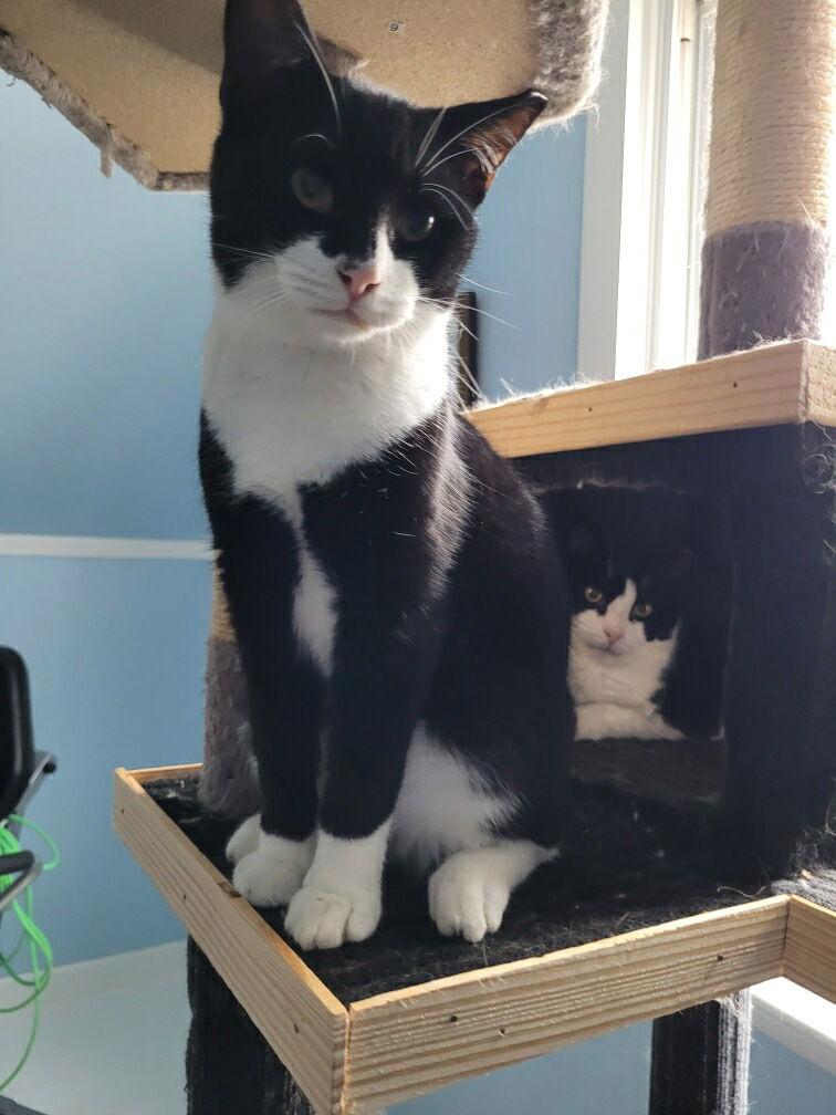 Enlarge Smudge, a Adoptable Domestic Short Hair in Stewartsville, NJ image 3/3