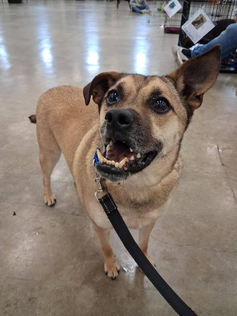 Little Man, Adoptable, Adult Male Mixed Breed.