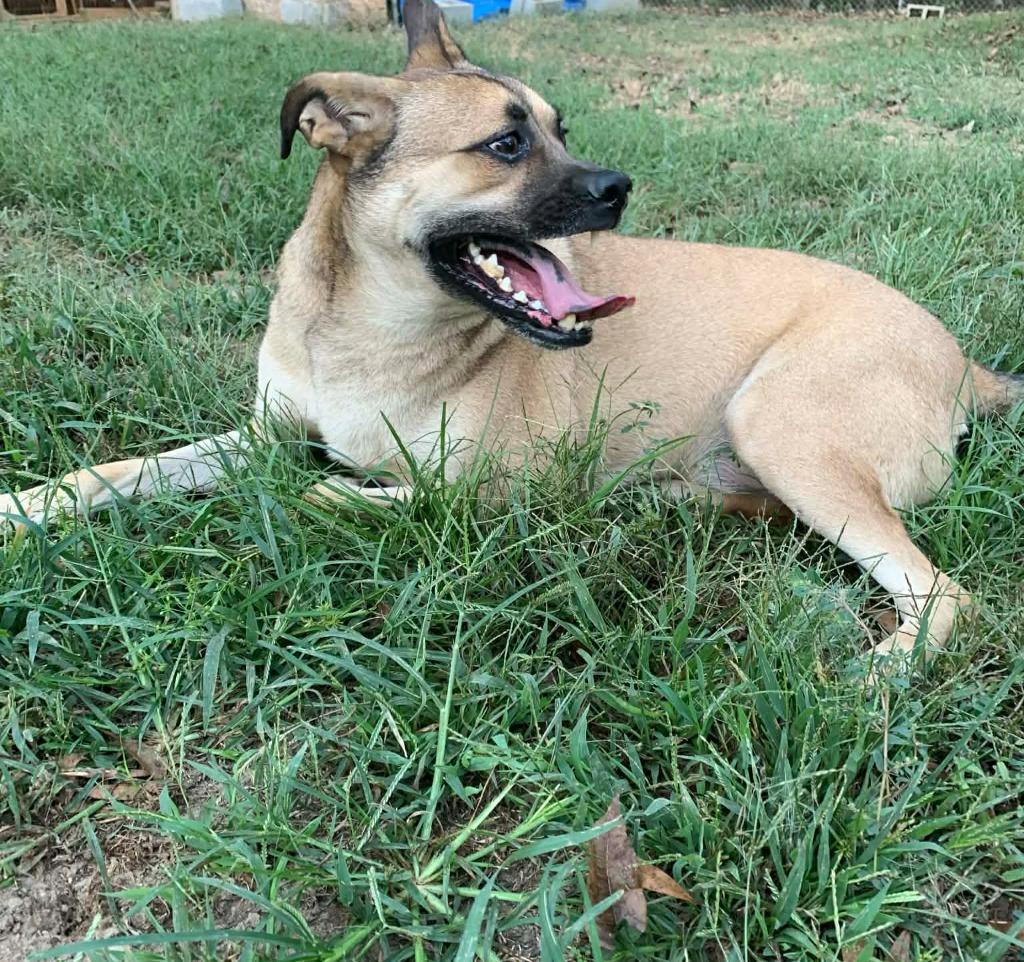 Little Man, a Adoptable mixed breed in Fond Du Lac, WI image 1/6