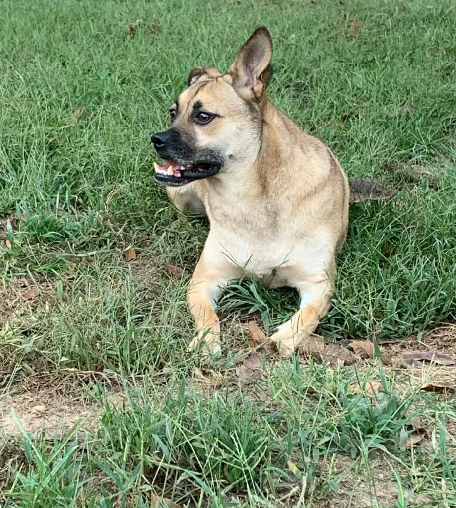 Little Man, a Adoptable mixed breed in Fond Du Lac, WI image 1/5