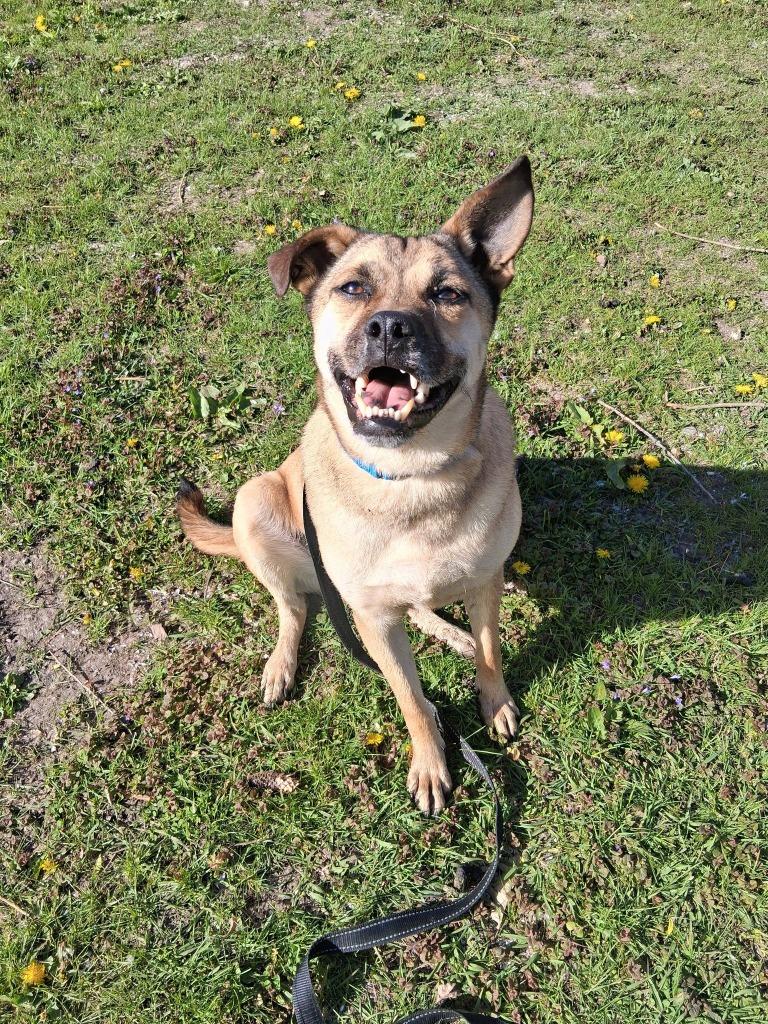 Little Man, Adoptable, Adult Male Mixed Breed.