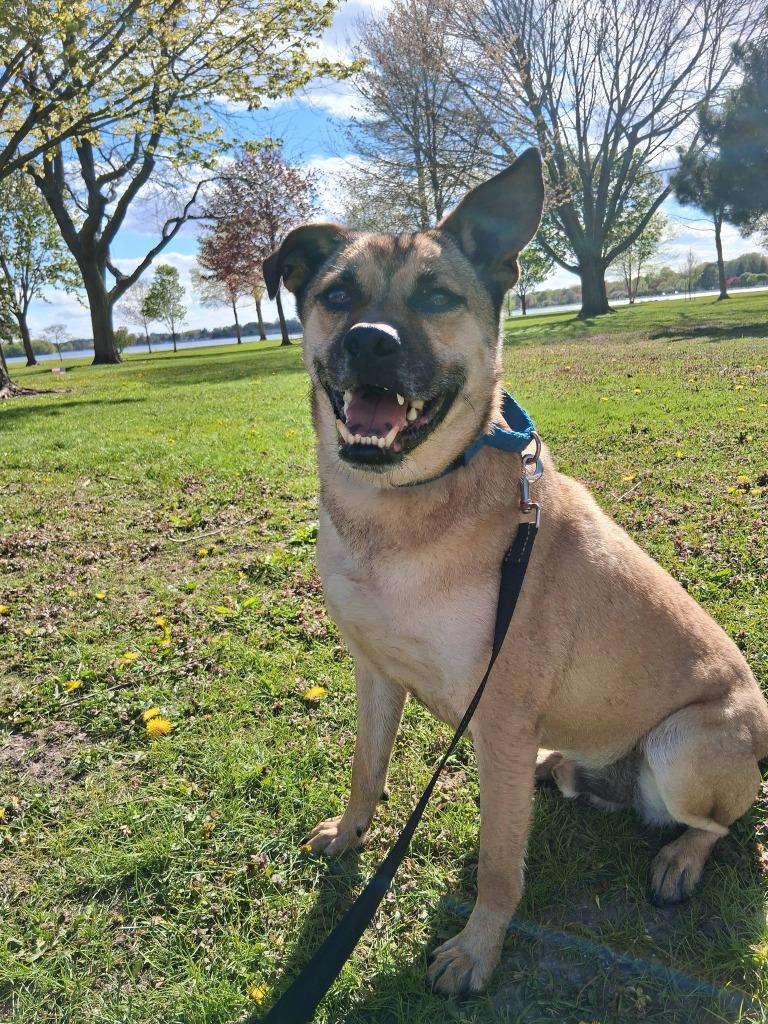 Enlarge Little Man, a Adoptable mixed breed in Fond Du Lac, WI image 2/5