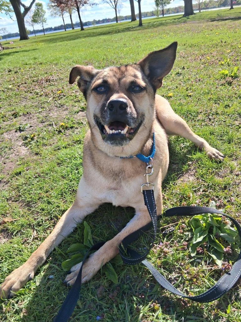 Enlarge Little Man, a Adoptable mixed breed in Fond Du Lac, WI image 3/5