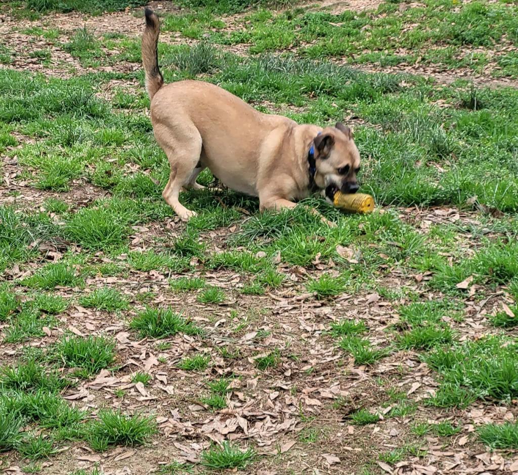 Enlarge Little Man, a Adoptable mixed breed in Fond Du Lac, WI image 2/6