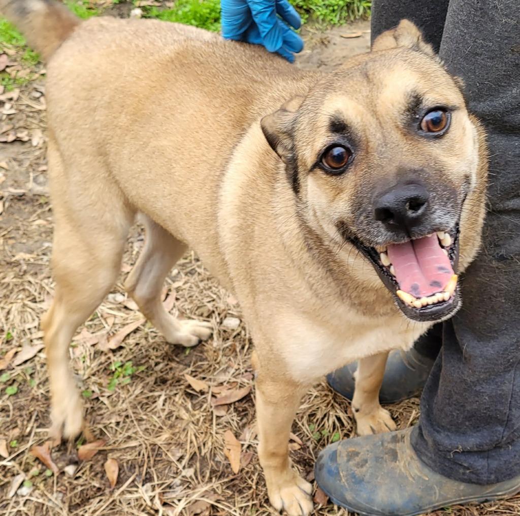 Little Man, a Adoptable mixed breed in Fond Du Lac, WI image 3/6
