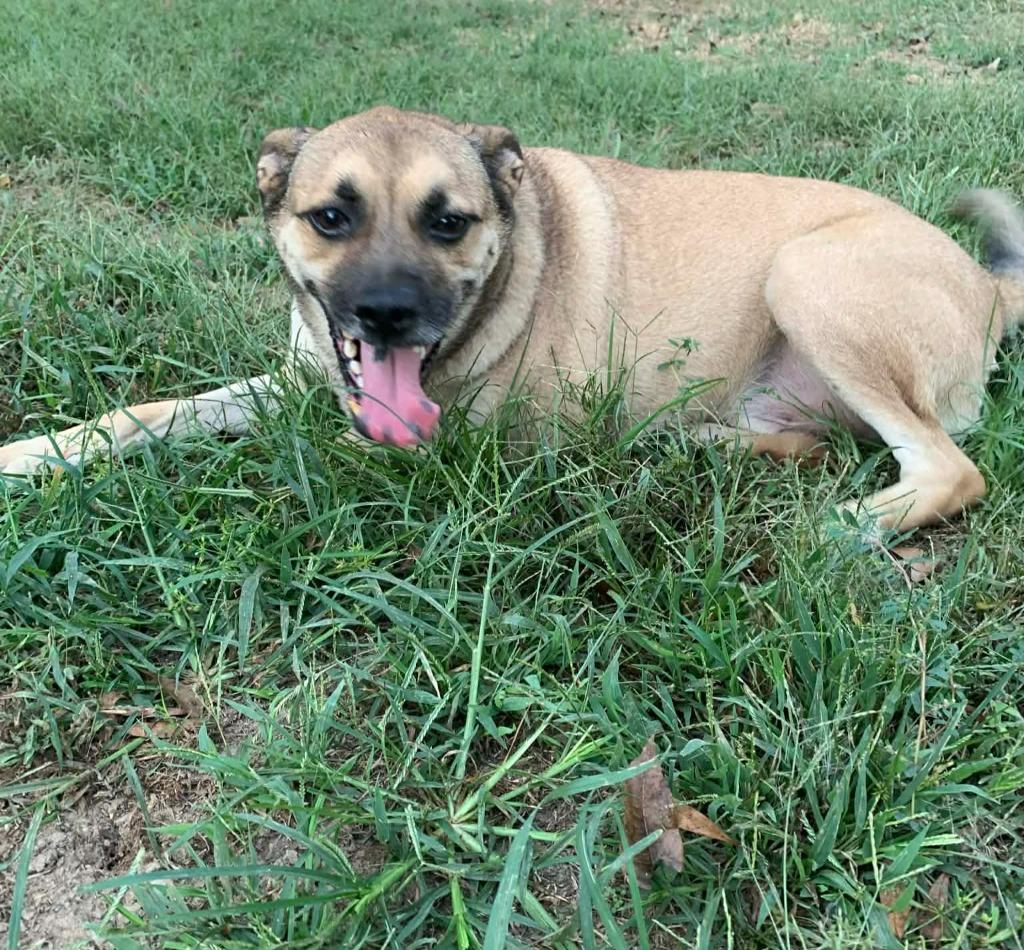 Little Man, a Adoptable mixed breed in Fond Du Lac, WI image 4/6