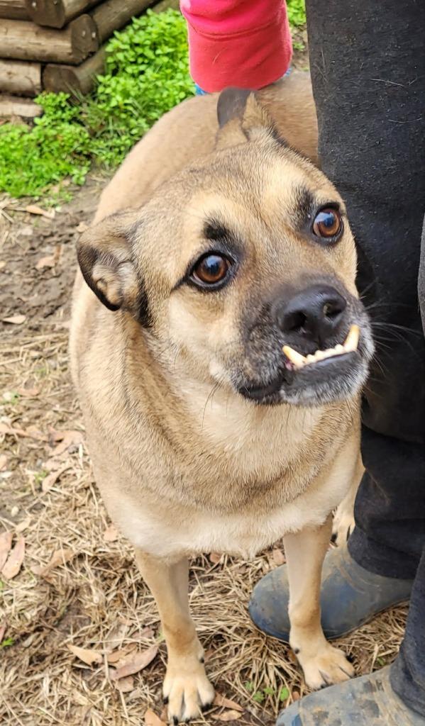 Little Man, a Adoptable mixed breed in Fond Du Lac, WI image 3/5