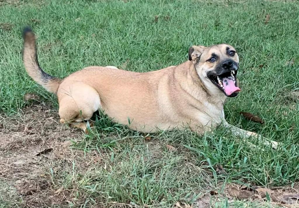Little Man, a Adoptable mixed breed in Fond Du Lac, WI image 5/6