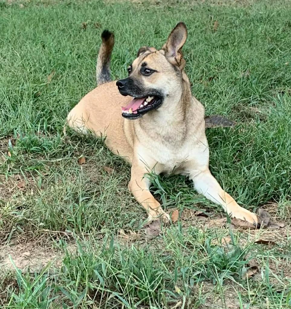 Little Man, a Adoptable mixed breed in Fond Du Lac, WI image 4/5