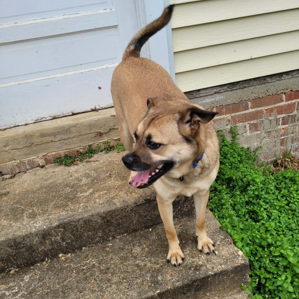 Enlarge Little Man, a Adoptable mixed breed in Fond Du Lac, WI image 5/5